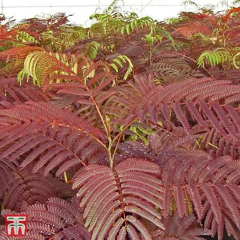 Albizia Julibrissin 'Summer Chocolate' 4 Albizia Julibrissin 'Summer Chocolate' - Image 2