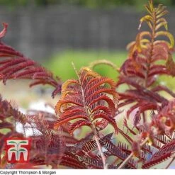 Albizia Julibrissin 'Summer Chocolate' 8 Albizia Julibrissin 'Summer Chocolate' -Plants Sales Store T67854 ALBI 2