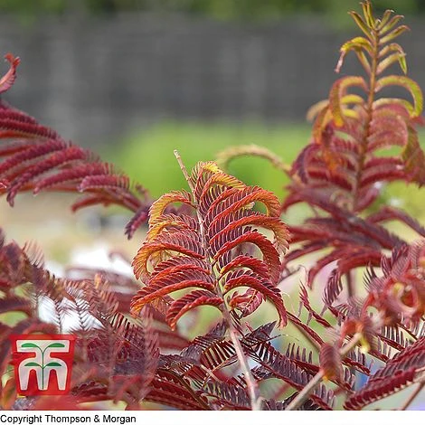 Albizia Julibrissin 'Summer Chocolate' 5 Albizia Julibrissin 'Summer Chocolate' - Image 3
