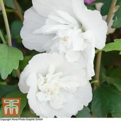 Hibiscus Syriacus 'White Chiffon'