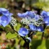 Hydrangea Macrophylla 'Zorro' -Plants Sales Store T68013 HYDR 1
