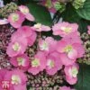 Hydrangea Serrata 'Cotton Candy' (Flair & Flavours) -Plants Sales Store T68073 HYDR 1