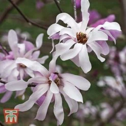 Magnolia X Loebneri 'Leonard Messel'