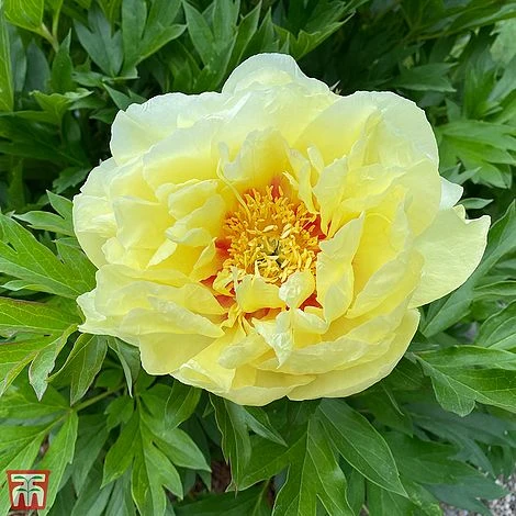 Peony 'Bartzella' 3 Peony 'Bartzella'