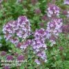 Thyme 'Silver Posie' -Plants Sales Store THYM KC9146 A
