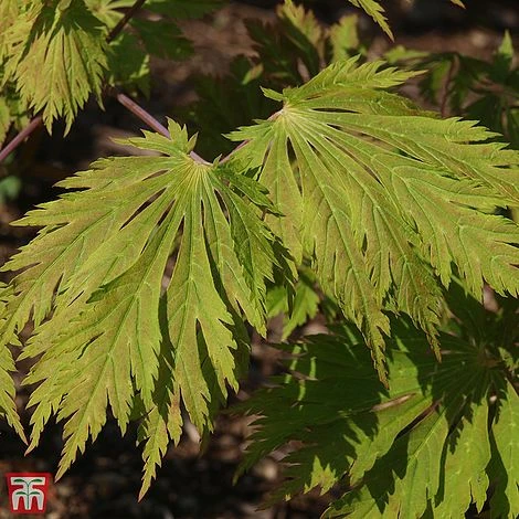 Acer Japonicum 'Aconitifolium' 4 Acer Japonicum 'Aconitifolium' - Image 2