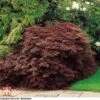 Acer Palmatum 'Dissectum' 2 Acer Palmatum 'Dissectum' -Plants Sales Store TKA3064 ACER 1