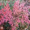 Nandina Domestica 'Flirt' -Plants Sales Store TKA3306 NAND 1