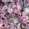 Prunus Cerasifera 'Nigra' -Plants Sales Store TKA3384 PRUN 1