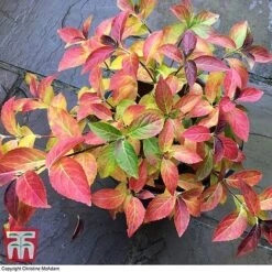 Hydrangea 'Runaway Bride' -Plants Sales Store TM HYDRA TKA1041 2