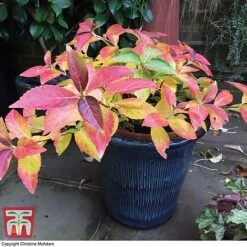 Hydrangea 'Runaway Bride' -Plants Sales Store TM HYDRA TKA1041