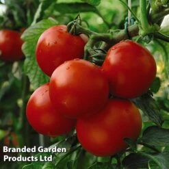 Tomato Collection -Plants Sales Store TOMA KA9208 B311