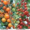 Tomato Duo (Garden Ready) 1 Tomato Duo (Garden Ready) -Plants Sales Store TOMA T57637P A h