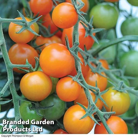 Tomato Value Collection 4 Tomato Value Collection - Image 2