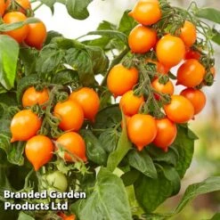 Tomato 'Dora Orange' -Plants Sales Store TOMATO DORAORANGE KC3218 A