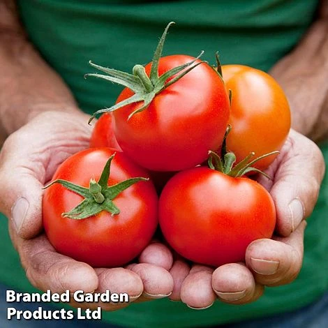 Tomato Gardeners Favourite Collection (Grafted) 6 Tomato Gardeners Favourite Collection (Grafted) - Image 4