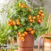 Tomato 'Dora Orange' 2 Tomato 'Dora Orange' -Plants Sales Store TOMA HEARTBREA S630541