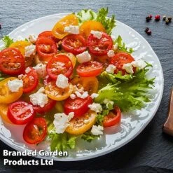 Tomato 'Dora Orange' -Plants Sales Store TOMA WINDWSILL L38589