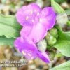 Tradescantia Rubra -Plants Sales Store TRAD RUBRA S38478