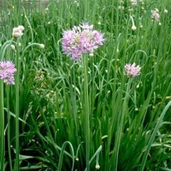Allium 'Quattro' 8 Allium 'Quattro' -Plants Sales Store VEALL35201