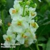 Verbascum Phoeniceum Flush Of White 1 Verbascum Phoeniceum Flush Of White -Plants Sales Store VERB FLUSHWHIT S38481