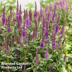 Veronica Purplegum Candles -Plants Sales Store VERO PURPCANDL S39709