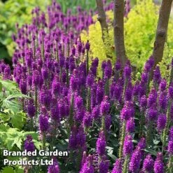 Veronica Purplegum Candles -Plants Sales Store VERO PURPCANDL S39712