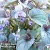 Viola Labradorica -Plants Sales Store VIOL 64716 A