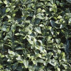 Artificial Laurel Fence 14 Artificial Laurel Fence -Plants Sales Store WEBG37127