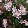 Weigela Florida 'Polka' -Plants Sales Store WEIG T63570 A h