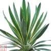 Yucca Gloriosa 'Variegata' 1 Yucca Gloriosa 'Variegata' -Plants Sales Store YUCC TKA0991 A