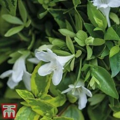 Abelia X Grandiflora 'Kaleidoscope' 11 Abelia X Grandiflora 'Kaleidoscope' -Plants Sales Store abelia2