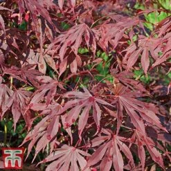 Acer Palmatum -Plants Sales Store acer7