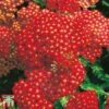 Achillea Millefolium 'Paprika' 2 Achillea Millefolium 'Paprika' -Plants Sales Store achi papr