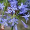 Agapanthus 'Charlotte' -Plants Sales Store agap3