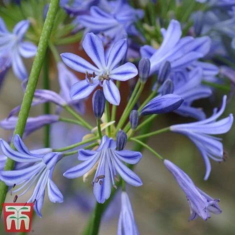 Agapanthus 'Charlotte' 3 Agapanthus 'Charlotte'