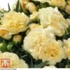 Dianthus Caryophyllus 'Amber' (Sunflor Series) 2 Dianthus Caryophyllus 'Amber' (Sunflor Series) -Plants Sales Store amber