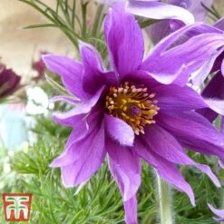 Pulsatilla Vulgaris Subsp. Grandis 'Papageno'