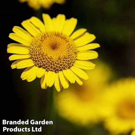 Anthemis Tinctoria 'Kelwayi' 3 Anthemis Tinctoria 'Kelwayi'