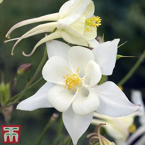 Aquilegia 'White Star' 3 Aquilegia 'White Star'