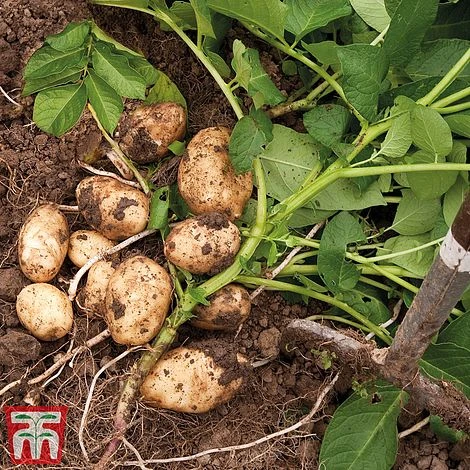 Potato 'T&M Favourites Collection' 4 Potato 'T&M Favourites Collection' - Image 2