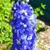 Delphinium 'King Arthur' -Plants Sales Store arthur2