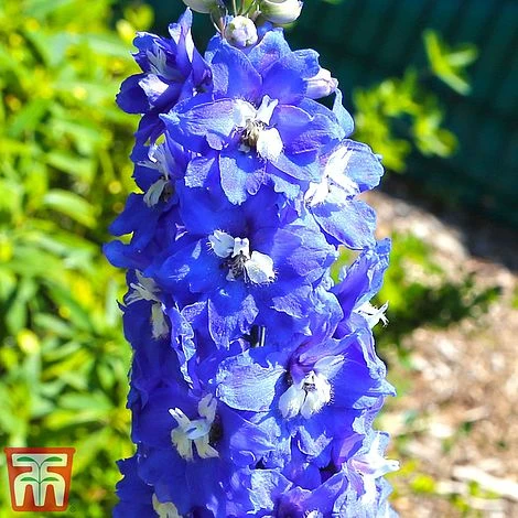 Delphinium 'King Arthur' 3 Delphinium 'King Arthur'