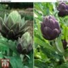 Globe Artichoke Duo