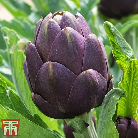 Globe Artichoke 'Purple Globe' 3 Globe Artichoke 'Purple Globe'
