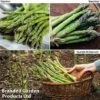 Asparagus Continuity Collection -Plants Sales Store aspa coll