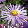Aster X Frikartii 'Mönch' -Plants Sales Store aster