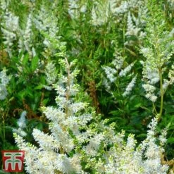 Astilbe X Arendsii 'Weisse Gloria' 6 Astilbe X Arendsii 'Weisse Gloria' -Plants Sales Store asti