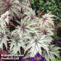 New Release 5 Begonia 'Connie Boswell'