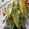 Begonia Maculata 'Wightii' -Plants Sales Store bego macu